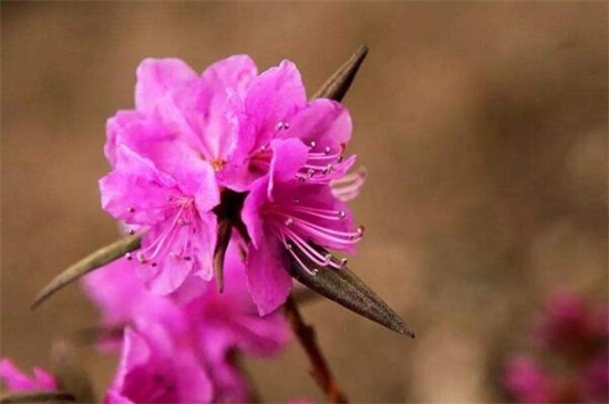 干枝杜鹃花期多长时间