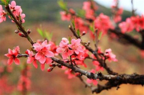 桃花的虫害防治大全，盘点常见的四大虫害