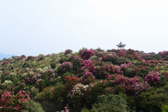 毕节杜鹃花最佳观赏时间