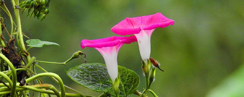 牵牛花为什么叫牵牛花