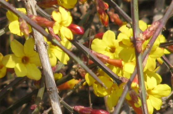 迎春花修剪时间和技巧