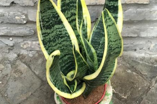 刚移栽的虎皮兰要马上浇水吗