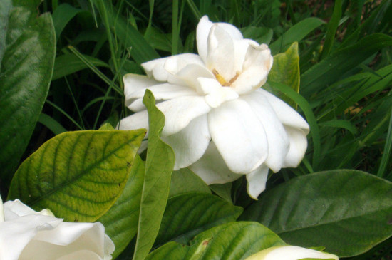 栀子花夏天需要每天浇水吗