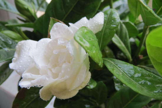 栀子花夏天需要每天浇水吗