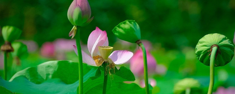 荷花怎么养 水养