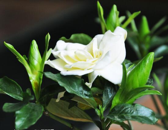 北方如何养栀子花，五步等待栀子花开