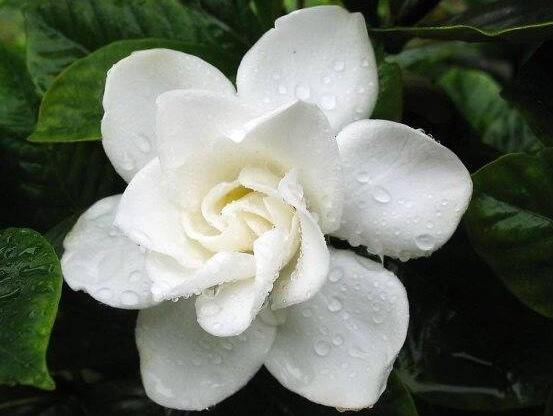 北方如何养栀子花，五步等待栀子花开