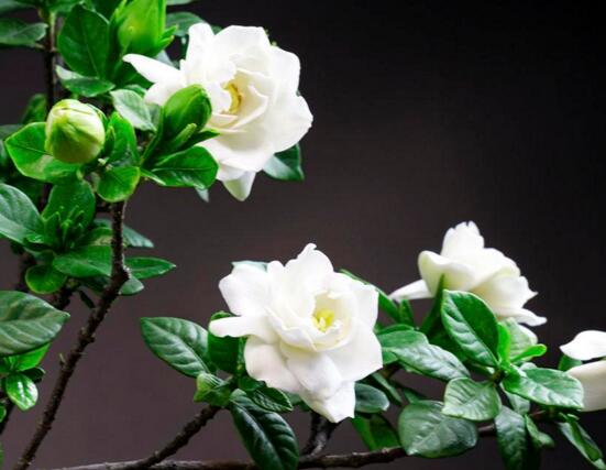 北方如何养栀子花，五步等待栀子花开