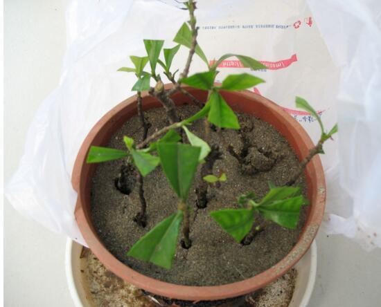 北方如何养栀子花，五步等待栀子花开
