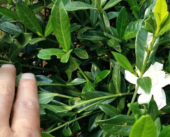 北方如何养栀子花，五步等待栀子花开