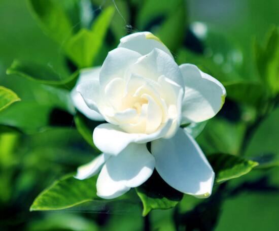 北方如何养栀子花，五步等待栀子花开