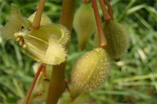 凤仙花种子种植过程，采种/备土/播种/管理缺一不可