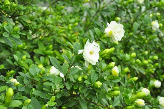 栀子花浇雨水可以吗