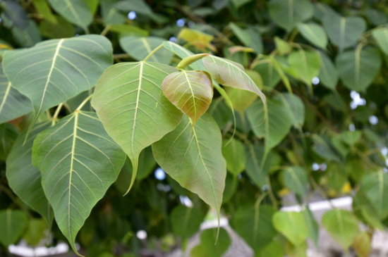 菩提是什么植物