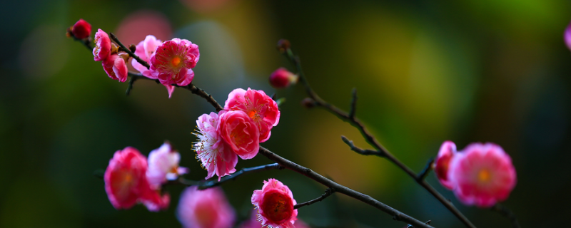 梅花开花的时候为什么没有叶子