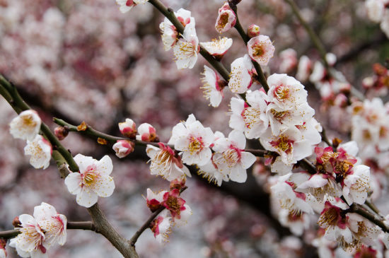 梅花开花的时候为什么没有叶子