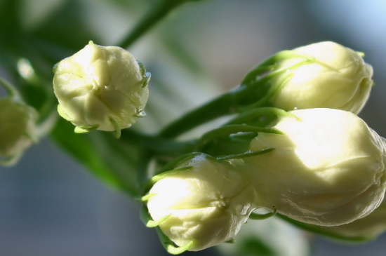 茉莉花怎么种