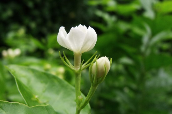 茉莉花怎么种