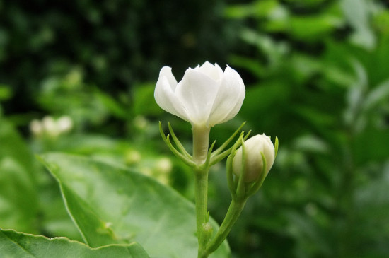 茉莉花几月开