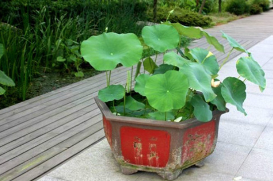 荷花种子怎么种植方法 家养