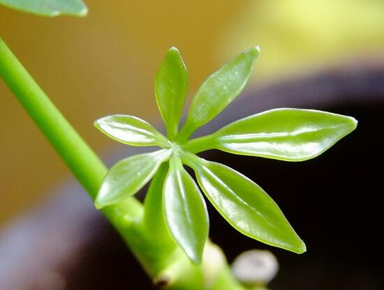 发财树树桩怎么催芽，怎么让发财树侧面发芽(需要打芽)