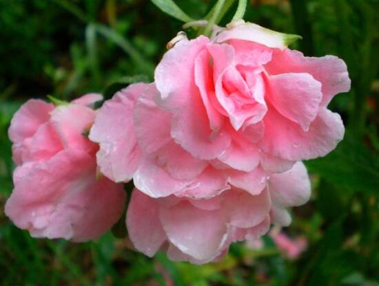 四月份能播种凤仙花吗，凤仙花几月份播种最好(四月最好)