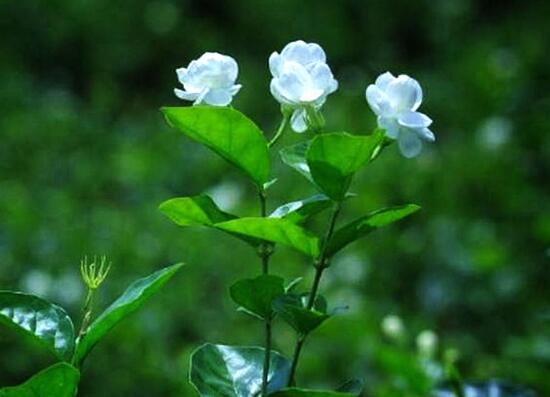 茉莉花怎么养，5种方法让茉莉花香满枝头