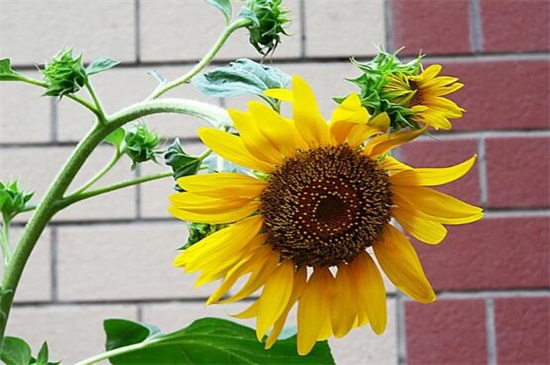 向日葵是什么季节开的，一般是夏季7～8月/还有5月和10月