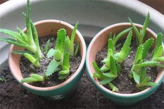 芦荟怎么种植方法