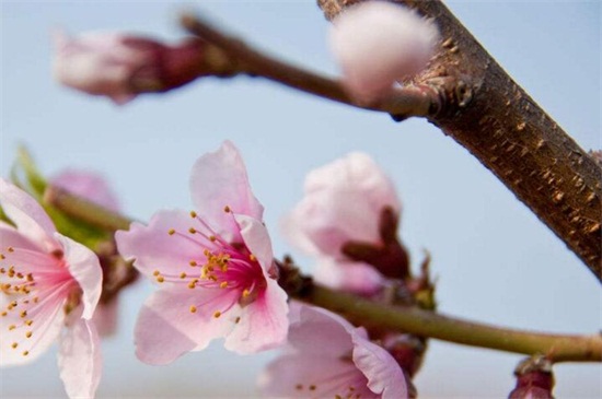 梅花怎样区别于桃花