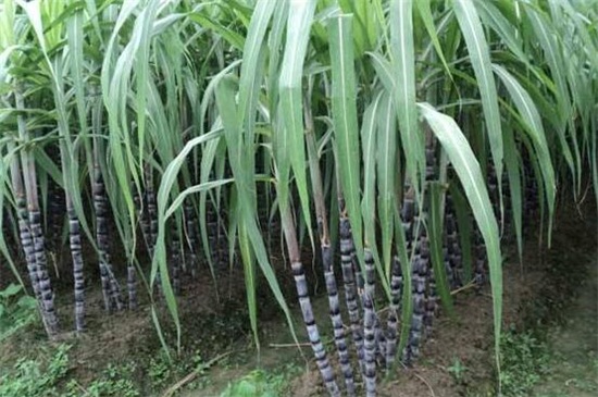 甘蔗种植技术