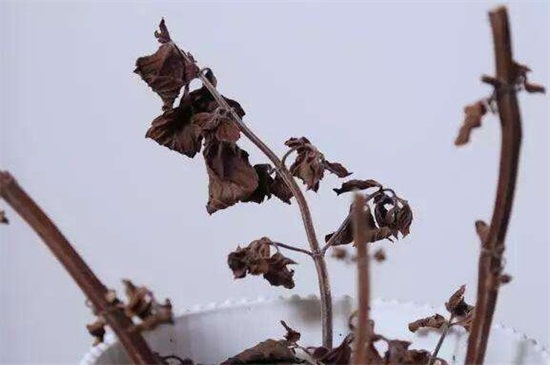 薄荷枯萎怎么救活，根据不同原因及时对症处理