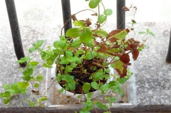 养薄荷为何叶子会焦，温度过高浇水不当所致