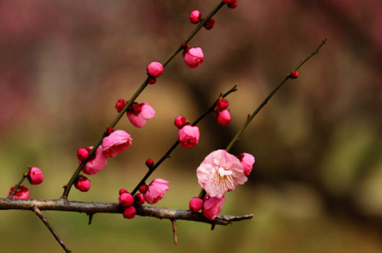 梅花怎么种