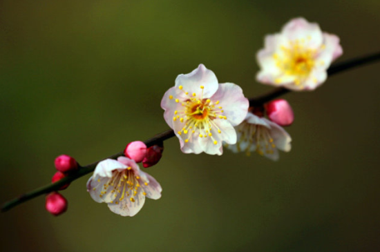 梅花怎么种