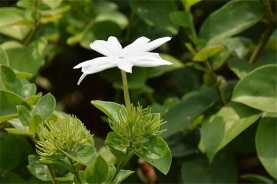 毛茉莉和茉莉花的区别