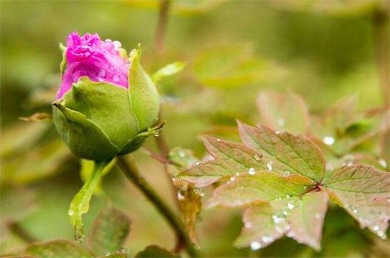 牡丹花烂根叶子发蔫怎么办