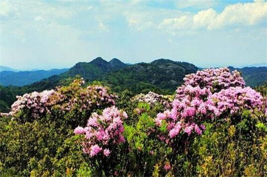 菌子山杜鹃花几月份开