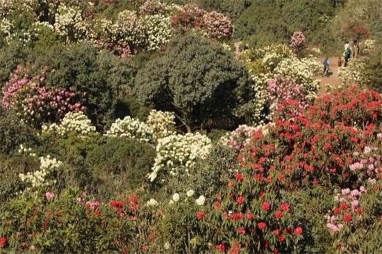 菌子山杜鹃花几月份开