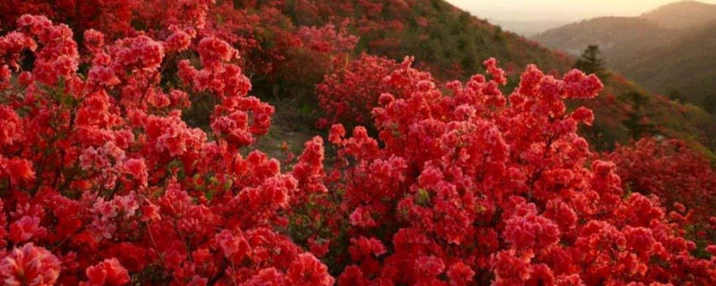 黄陂云雾山杜鹃花什么时候开