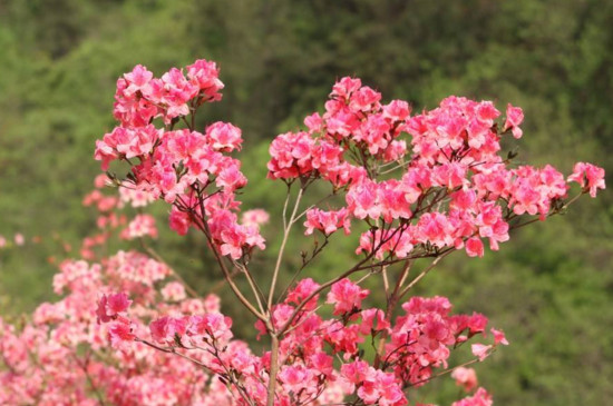 黄陂云雾山杜鹃花什么时候开