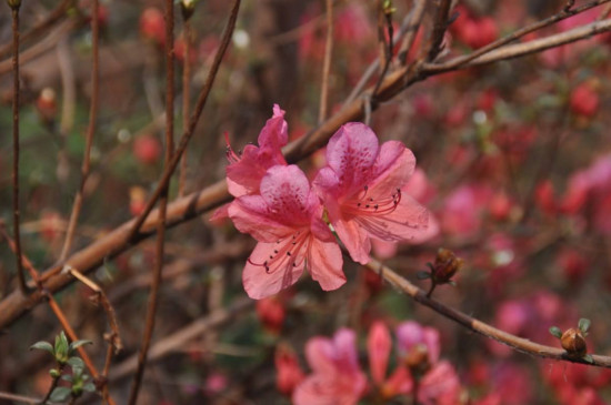 黄陂云雾山杜鹃花什么时候开