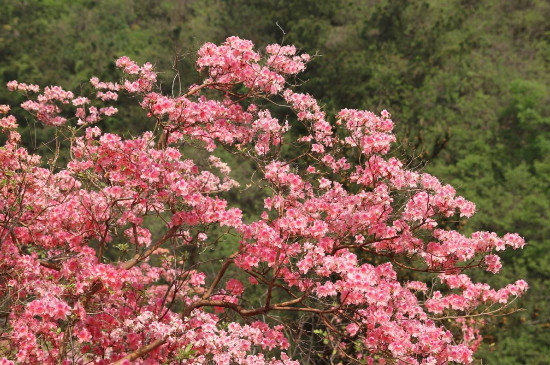 黄陂云雾山杜鹃花什么时候开