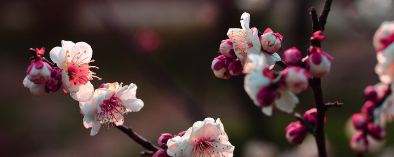 梅花为什么不能用营养土