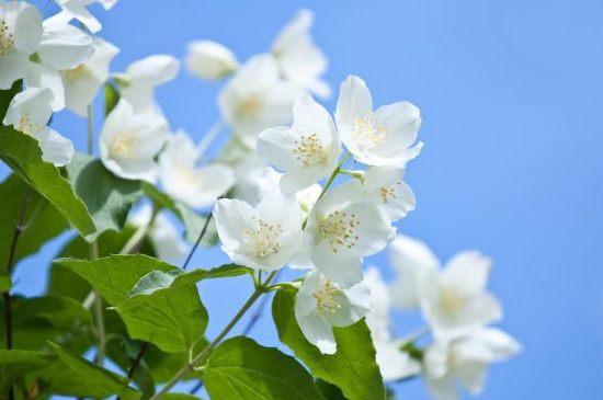 茉莉花可以地栽吗