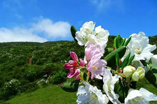 木耳花是不是杜鹃花