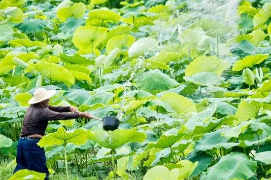 荷花几月开花