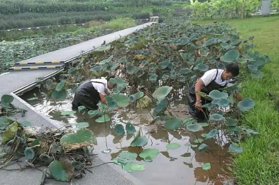 荷花几月开花