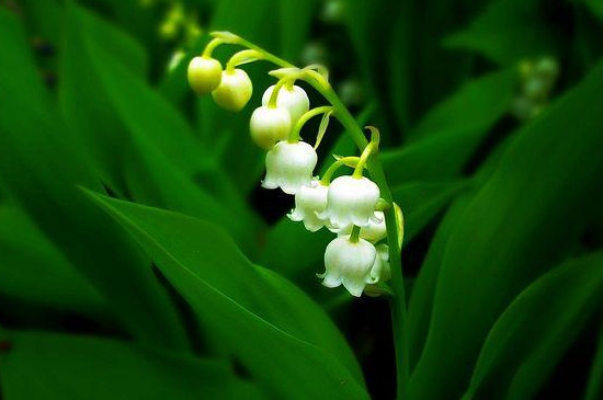 铃兰花几点开放