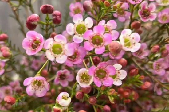 澳洲腊梅花怎么护养